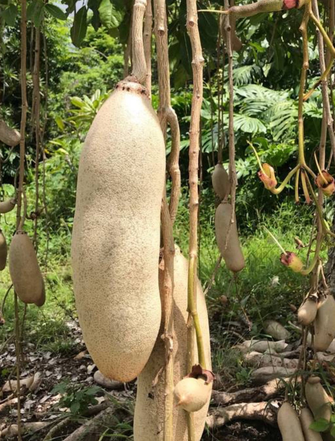 Kigelia Africana Fruit for Acne-Prone Skin