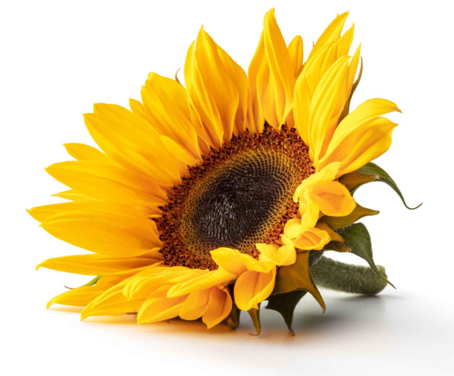 Natural Deodorant Stands Out: One Swipe, All Day, Purely Natural