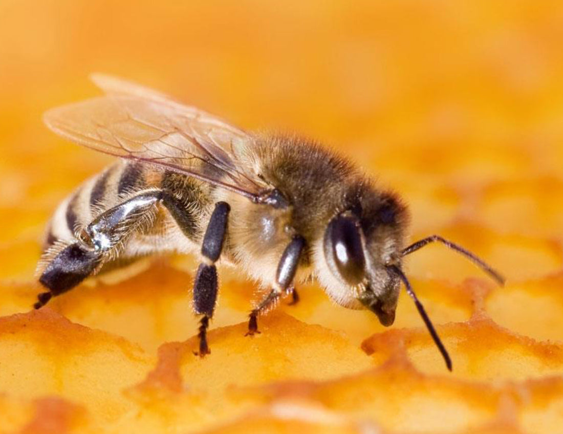 Anti-Aging and Regenerative Skincare: The Future of Youthful Skin