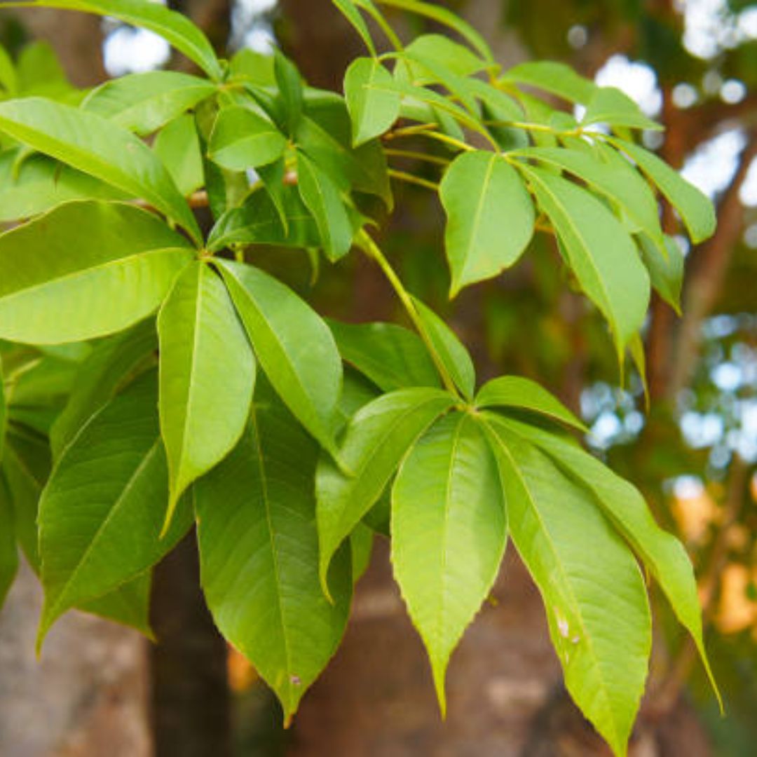 Baobab tree leaves highlighting natural source of baobab oil used in skincare formulations.