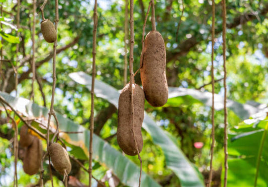 Kigelia Skincare: An African Treasure for Your Skin